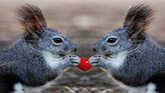 Comprar con el corazón